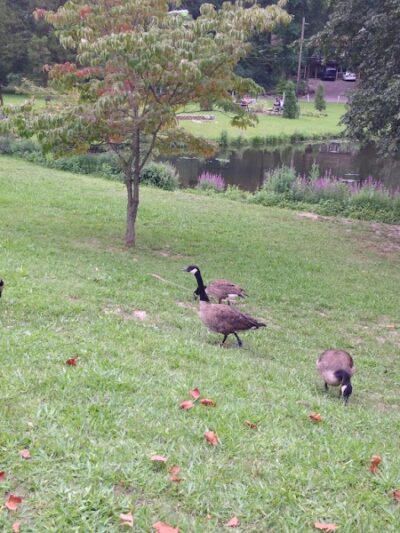 Bell Lake Park - Woodbury, NJ