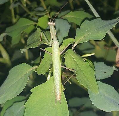 Woodbury Rotary Park - Woodbury, NJ