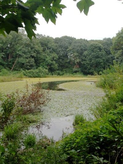 Forest Park - Woodhaven, NY