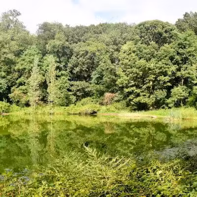 Forest Park - Woodhaven, NY