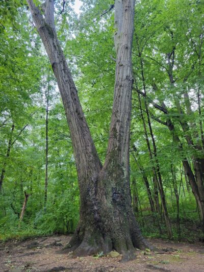 Forest Park - Woodhaven, NY