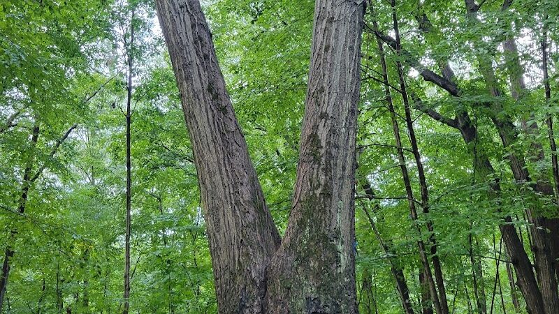 Forest Park - Woodhaven, NY