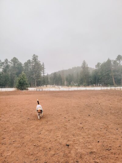 Golden Meadows Dog Park - Woodland Park, CO