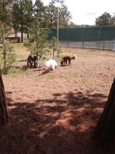 Golden Meadows Dog Park - Woodland Park, CO