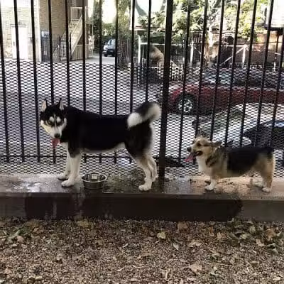 JH Crew Dog Park (Member Only) - Woodside, NY