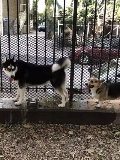 JH Crew Dog Park (Member Only) - Woodside, NY