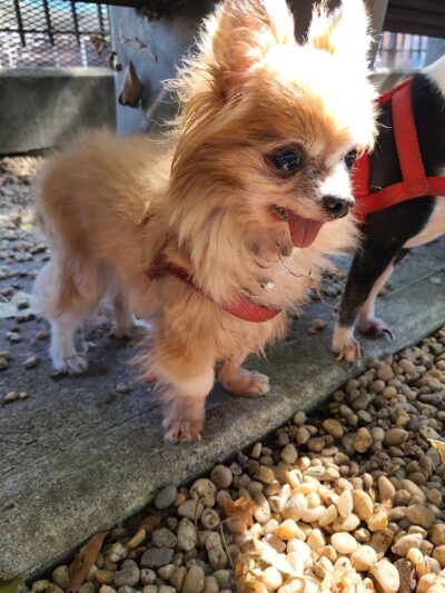 JH Crew Dog Park (Member Only) - Woodside, NY