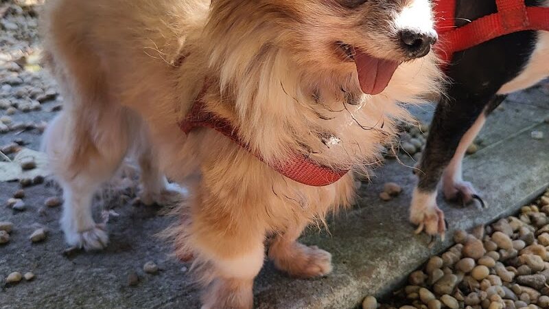 JH Crew Dog Park (Member Only) - Woodside, NY