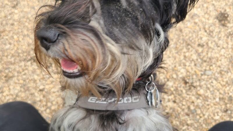 JH Crew Dog Park (Member Only) - Woodside, NY