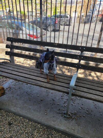 JH Crew Dog Park (Member Only) - Woodside, NY