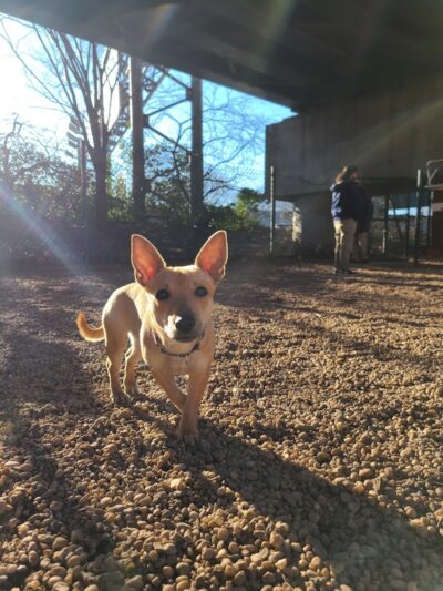 JH Crew Dog Park (Member Only) - Woodside, NY