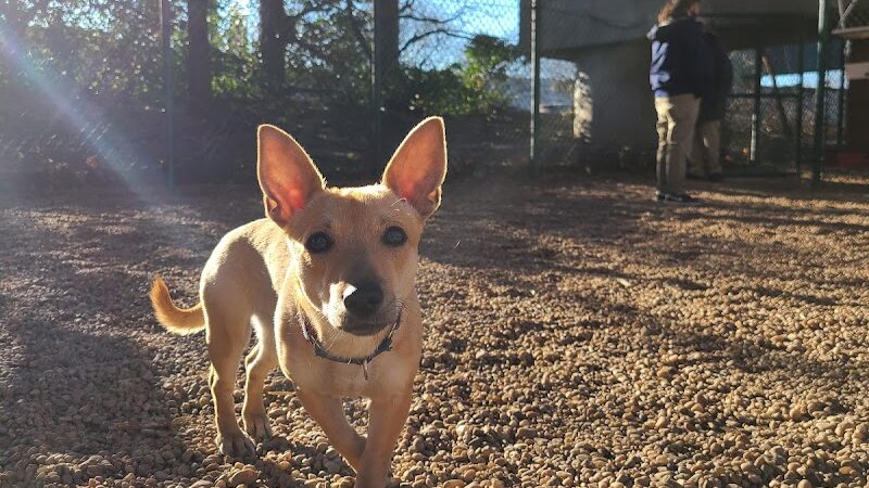 JH Crew Dog Park (Member Only) - Woodside, NY