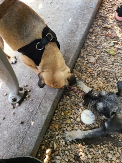 JH Crew Dog Park (Member Only) - Woodside, NY