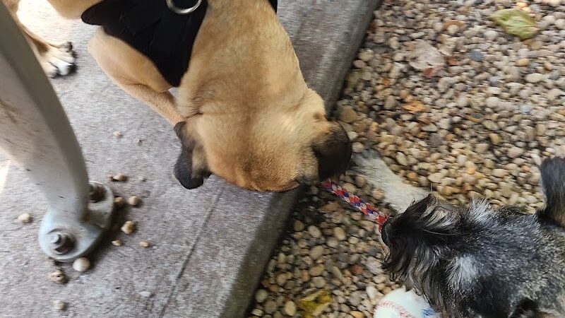 JH Crew Dog Park (Member Only) - Woodside, NY