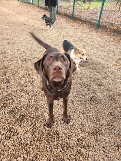 JH Crew Dog Park (Member Only) - Woodside, NY