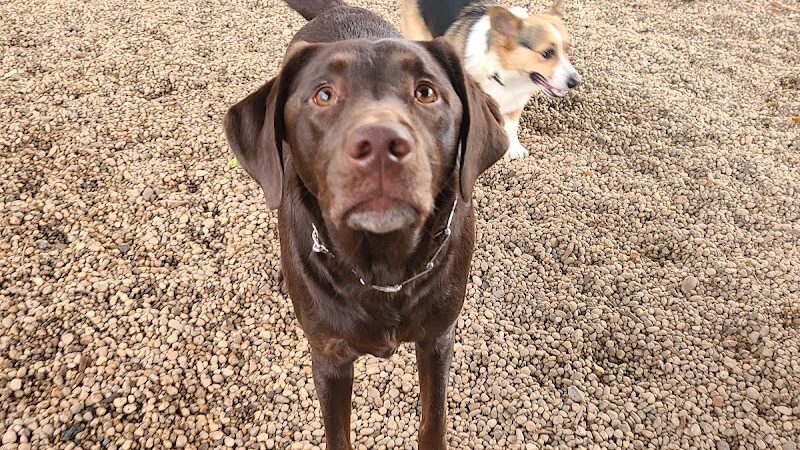 JH Crew Dog Park (Member Only) - Woodside, NY