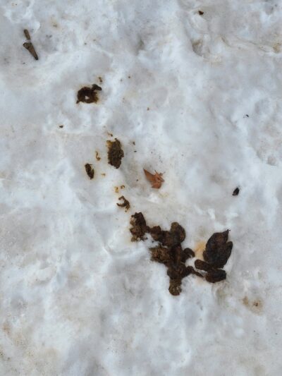 JH Crew Dog Park (Member Only) - Woodside, NY