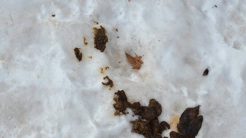 JH Crew Dog Park (Member Only) - Woodside, NY