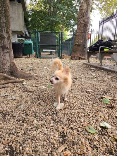 JH Crew Dog Park (Member Only) - Woodside, NY