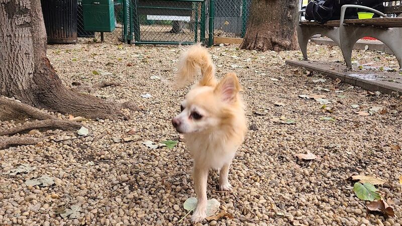 JH Crew Dog Park (Member Only) - Woodside, NY