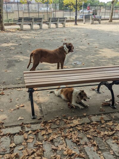 Sherry Dog Run - Woodside, NY