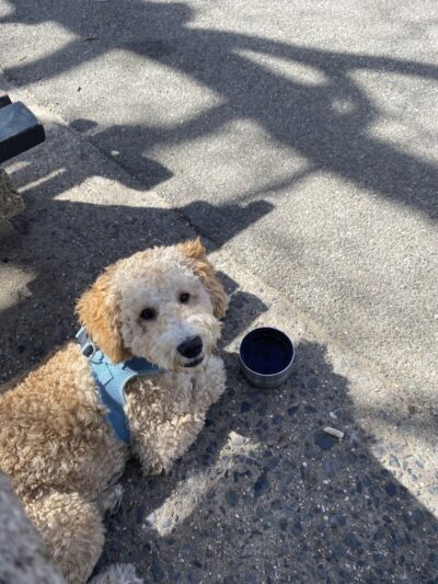 Sherry Dog Run - Woodside, NY