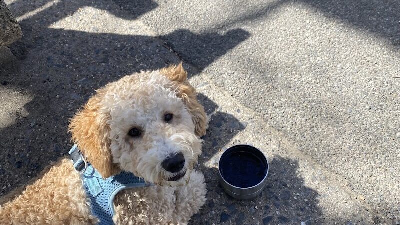 Sherry Dog Run - Woodside, NY