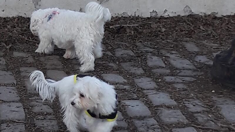 Sherry Dog Run - Woodside, NY