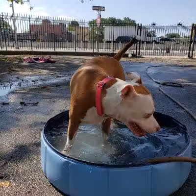 Sherry Dog Run - Woodside, NY