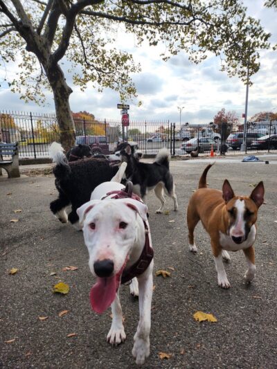 Sherry Dog Run - Woodside, NY