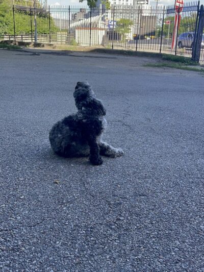 Sherry Dog Run - Woodside, NY