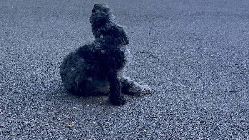 Sherry Dog Run - Woodside, NY