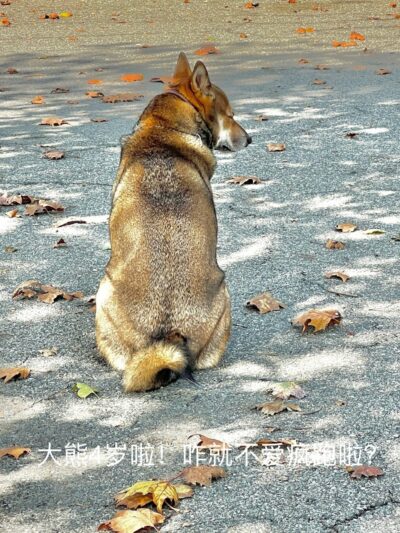 Sherry Dog Run - Woodside, NY