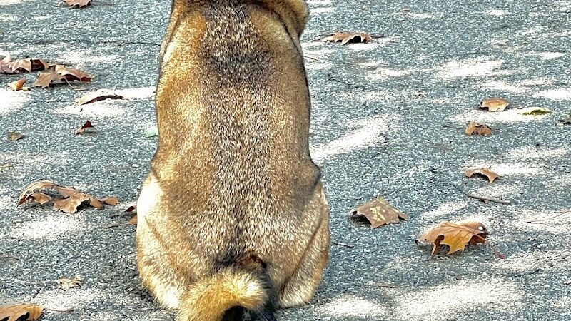 Sherry Dog Run - Woodside, NY