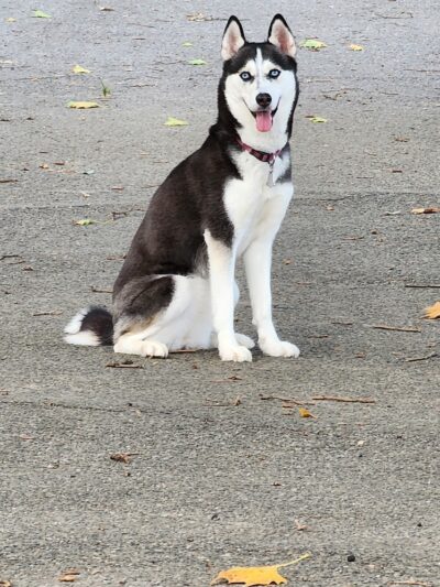 Sherry Dog Run - Woodside, NY
