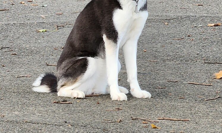 Sherry Dog Run - Woodside, NY