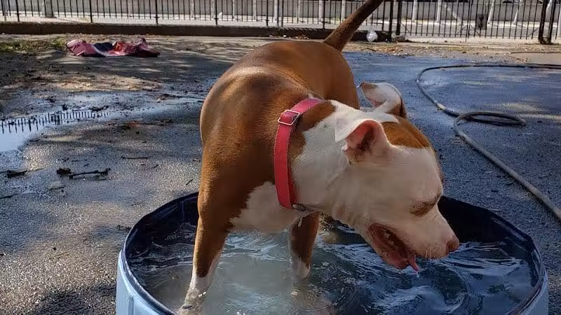 Sherry Dog Run - Woodside, NY