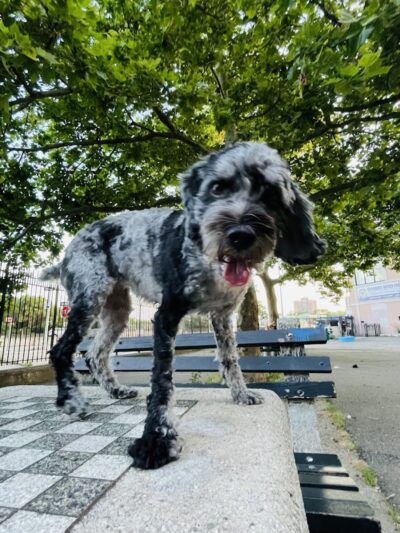 Sherry Dog Run - Woodside, NY