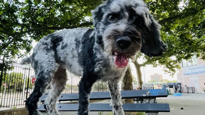 Sherry Dog Run - Woodside, NY