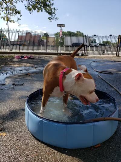 Sherry Dog Run - Woodside, NY
