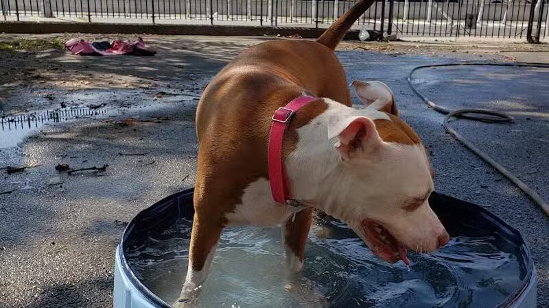 Sherry Dog Run - Woodside, NY