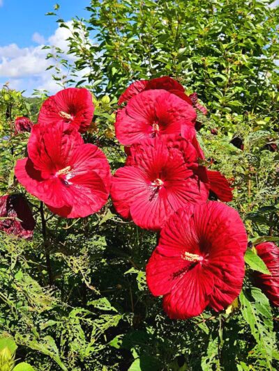 Roseland Park - Woodstock, CT