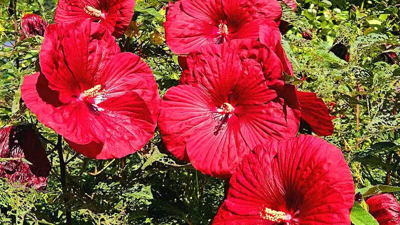 Roseland Park - Woodstock, CT