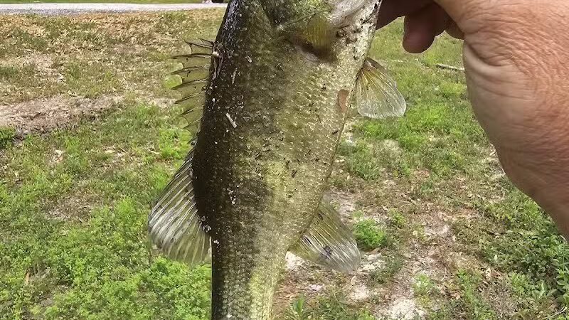 Texas Picnic Area - Woodville, TX