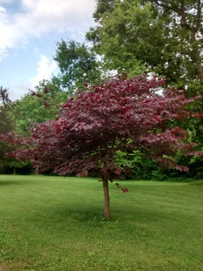 Corwin S. Ruge Memorial Park - Wright City, MO