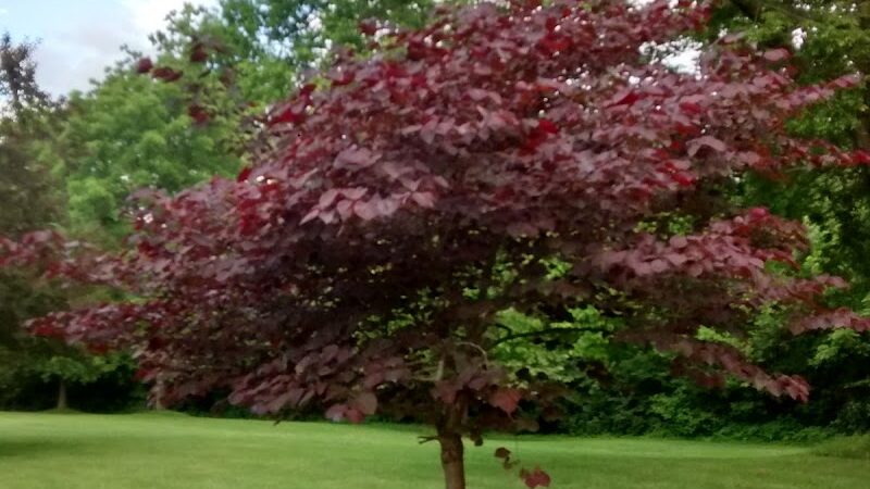 Corwin S. Ruge Memorial Park - Wright City, MO