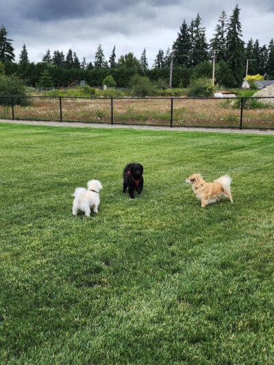 Yelm Dog Park - Yelm, WA