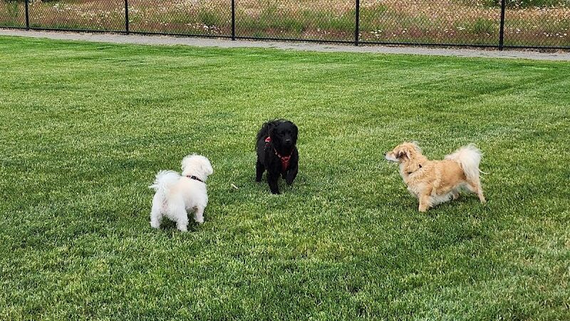 Yelm Dog Park - Yelm, WA