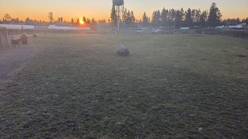 Yelm Dog Park - Yelm, WA