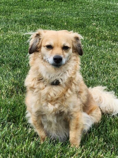 Yelm Dog Park - Yelm, WA